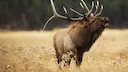 The Sound of the Rut
Moose are very vocal during the rut, which seems to be an adaptation that helps the animals cope with low population densities. By making a lot of no