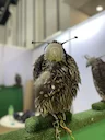 The Timeless Tradition of Falconry in the UAE

In the heart of the Arabian Peninsula, where the vast desert meets cutting-edge modernity, lies a tradition that has stood 