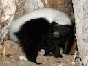 Amerikaanse varkensneus-skunk
