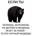 Про медведей