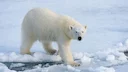 Polar bears have long provided important raw materials for Arctic peoples, including the Inuit, Yupik, Chukchi, Nenets, Russian Pomors and others. Hunters commonly used t Polar bears have long provided important raw materials for Arctic peoples, including the Inuit, Yupik, Chukchi, Nenets, Russian Pomors and others. Hunters commonly used t