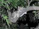 Gevlekte ocelot