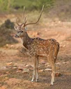 Chital (Spikkelhert)