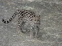 Langstert-margay