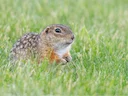 Vlekagtige aardgrondeekhoorn (Spermophilus suslicus), 4 of 4