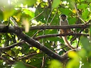 Boliviaanse eekhornaap (Saimiri boliviensis), 1 of 4