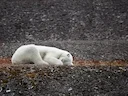 Ysbier (Ursus maritimus), 4 of 4