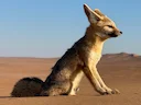 Kaapse jakkals (Vulpes chama), 5 of 5