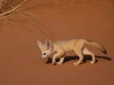 Fennek (Vulpes zerda), 2 of 2