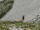 Pyrenee-sewe (Rupicapra pyrenaica), 9 of 14
