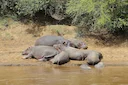 Ségou’s Sacred Hunt: Laws, Clubs and Communities. Exploring Mali’s Communal Hunting Traditions Along the Niger River

The Ségou Region, located in southern Mali along the