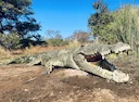 Crocodile Hunting in Zimbabwe & Mozambique: A Hunter's Guide
Forget the fluff and the tourist traps. If you're serious about crocodile hunting in Zimbabwe or Mozambique, Crocodile Hunting in Zimbabwe & Mozambique: A Hunter's Guide
Forget the fluff and the tourist traps. If you're serious about crocodile hunting in Zimbabwe or Mozambique,