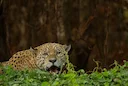 Hunting in Lualaba: Environmental Terrain, Hunting Populations, and Species Variety in the Region
Geography and Natural Features in the Lualaba
Lualaba Province, located 