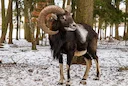 Mouflon Aveyron 2026: comptage Mostuéjouls, le loup menace-t-il la dynamique ?

Comptage mouflon Aveyron 2026: effectifs en hausse à Mostuéjouls malgré la pression de cha