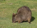 Bruin sebrasak (Thylogale browni), 3 of 3