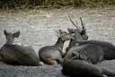 Court Imposes $120,000 Penalty for Illegal Hog Deer Hunting in Victoria

A South Australian man has been fined $120,000 by the County Court of Victoria for illegal hog de