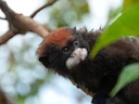 Rooikappie-tamaryn (Saguinus pileatus), 1 of 5