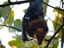 Vlermuis (Pteropus hypomelanus) (Pteropus hypomelanus), 2 of 3