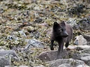 Poolvos (Vulpes lagopus), 2 of 7
