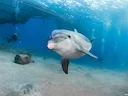 Gewone bottelneusdolfyn (Tursiops truncatus), 4 of 6