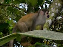 Humboldt se eekhoringaap (Saimiri cassiquiarensis), 4 of 4
