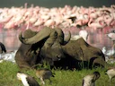 Afrikaansebuffel (Syncerus caffer), 2 of 5