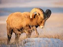 Sneeuwskaap (Ovis nivicola alleni), 1 of 3