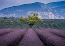 La Chasse dans les ALPES-DE-HAUTE-PROVENCE: Explorez la Géographie, Naviguez dans la Législation et Découvrez des Associations

Le département des Alpes-de-Haute-Provence