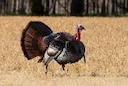 Michigan Shakes Up 2026 Spring Turkey Hunting: New Management Units, Longer Seasons, and Mandatory Reporting
LANSING, Michigan — Spring turkey hunters in Michigan must n Michigan Shakes Up 2026 Spring Turkey Hunting: New Management Units, Longer Seasons, and Mandatory Reporting
LANSING, Michigan — Spring turkey hunters in Michigan must n