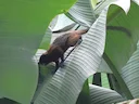Bruin-sadel-tamaryn (Saguinus fuscicollis), 3 of 4