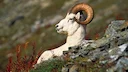 Баран Далла (Ovis dalli)
Вид из семейства полорогих (Bovidae), иногда рассматриваемый как подвид толсторога. Видовое название дано в честь американского натуралиста Уилья Баран Далла (Ovis dalli)
Вид из семейства полорогих (Bovidae), иногда рассматриваемый как подвид толсторога. Видовое название дано в честь американского натуралиста Уилья