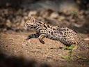Asiatiese luiperdkat (Prionailurus bengalensis), 4 of 4