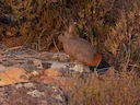 Hewitt se Rooi Rotkonyn (Pronolagus saundersiae), 4 of 5