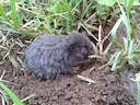 Oos-Afrikaanse molrat (Tachyoryctes splendens), 3 of 3