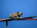 Geoffroy se kroesmarmoset (Callithrix geoffroyi), 5 of 5