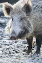 Vark (Wilde vark) (Sus scrofa), 2 of 2