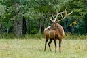 Haute-Savoie: un cerf victime d'un acte de braconnage violent à Chevenoz 

Un randonneur a fait une macabre découverte le 12 janvier dernier sur un sentier de Chevenoz, e