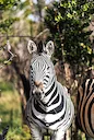 South African Safari Reality Check: Limpopo Hunting Delivers Raw Adventure, Trophy Success & Unfiltered Bushveld Truths

Limpopo Province safari hunting. Verified species
