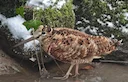 METSKURVITS
Metskurvits (Scolopax rusticola) on rändlind, kes saabub Eestisse tagasi talvitusaladelt Lääne- ja Lõuna-Euroopast märtsi lõpuks. Esmalt saabuvad isaslinnud, METSKURVITS
Metskurvits (Scolopax rusticola) on rändlind, kes saabub Eestisse tagasi talvitusaladelt Lääne- ja Lõuna-Euroopast märtsi lõpuks. Esmalt saabuvad isaslinnud,
