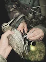 RINGS REVEAL THE SECRETS OF WOODCOCK

Woodcocks have many secrets. They are not gregarious birds, active at night, migratory - not always nearby.
Philopatric - that is, t