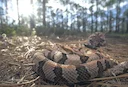 4 Tips to Prevent and Treat Snakebites in Dogs
Do You Know How to Keep Your Dog Safe from Snakes?
A dog encounters all sorts of hazards in the field when you open the cra