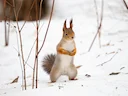 Gewone eekhoring (Sciurus vulgaris), 4 of 8