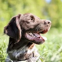 Crufts 2026: Clumber Spaniel Makes History as Working Gundogs Shine
Crufts 2026 results: historic Clumber spaniel Best in Show win, BASC gamekeeper class champions, veri Crufts 2026: Clumber Spaniel Makes History as Working Gundogs Shine
Crufts 2026 results: historic Clumber spaniel Best in Show win, BASC gamekeeper class champions, veri