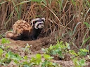 Marmerdas (Vormela peregusna), 4 of 4