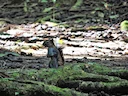Deppe-seekatjie (Sciurus deppei), 3 of 7
