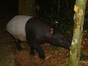 Maleisiese tapir (Tapirus indicus), 2 of 2