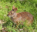 Moeraskonyn (Vleikonyn) (Sylvilagus palustris), 3 of 3