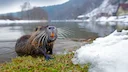 Lombardia: Chi Ostacolerà il Contenimento delle Nutrie Verrà Multato
Una svolta nella lotta contro le specie invasive in Lombardia. La Giunta regionale ha approvato una Lombardia: Chi Ostacolerà il Contenimento delle Nutrie Verrà Multato
Una svolta nella lotta contro le specie invasive in Lombardia. La Giunta regionale ha approvato una