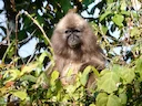 Hoogland-mangabey (Rungwecebus kipunji), 1 of 3