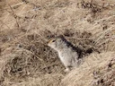 Arktiese grondseekat (Urocitellus parryii), 3 of 4